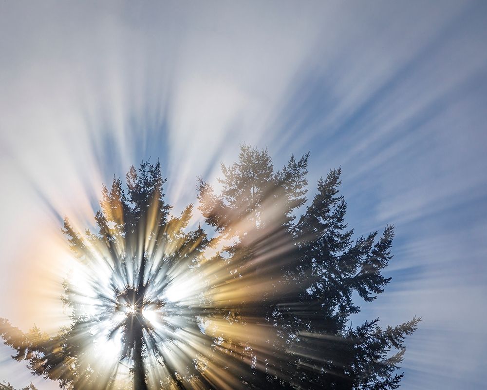 Wall art: Washington State-Seabeck Morning sunburst in tree, by Jaynes Gallery