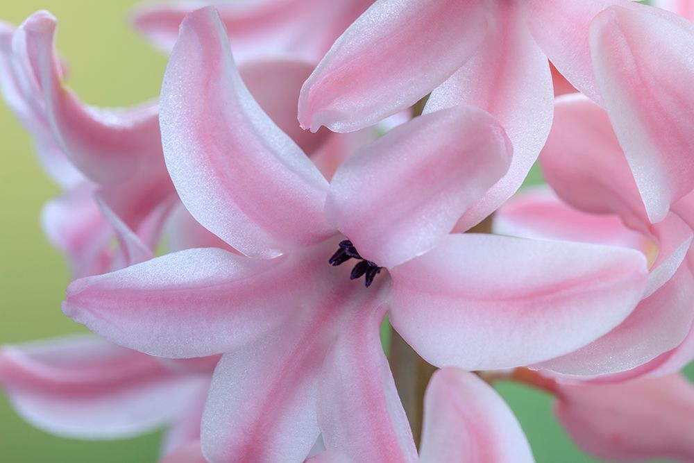 Art Print: Washington State-Seabeck Detail of hyacinth blossoms