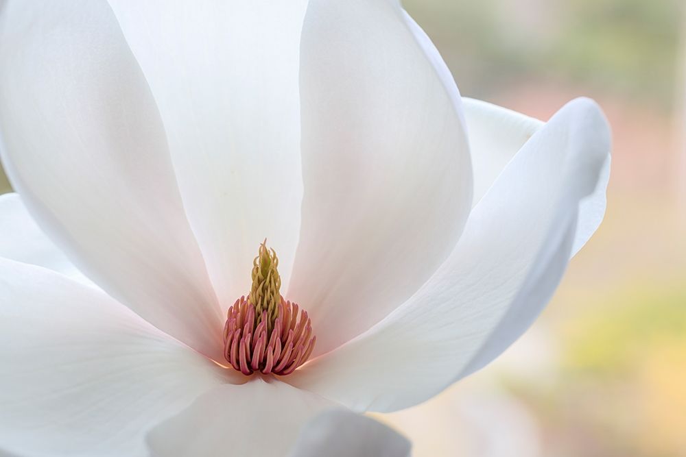Art Print: Washington State-Seabeck Close-up of tulip magnolia blossom