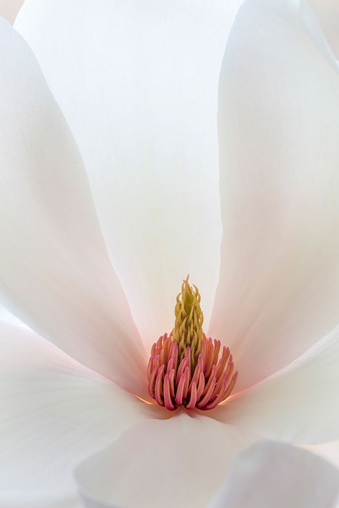 Art Print: Washington State-Seabeck Close-up of tulip magnolia blossom