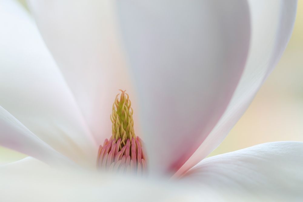 Art Print: Washington State-Seabeck Close-up of tulip magnolia blossom
