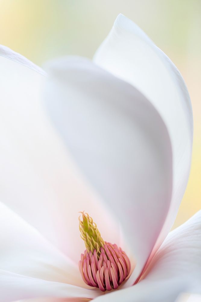 Art Print: Washington State-Seabeck Close-up of tulip magnolia blossom
