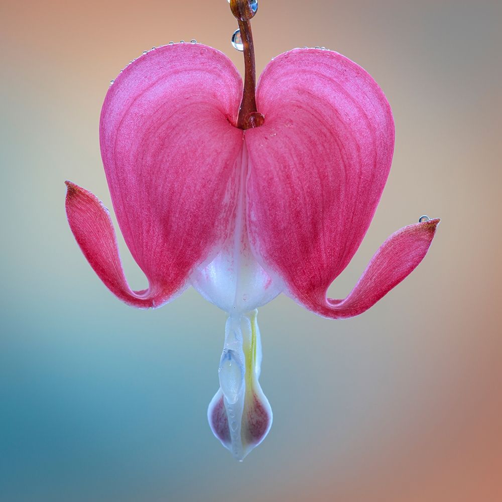 Art Print: Washington State-Seabeck Bleeding heart blossom close-up