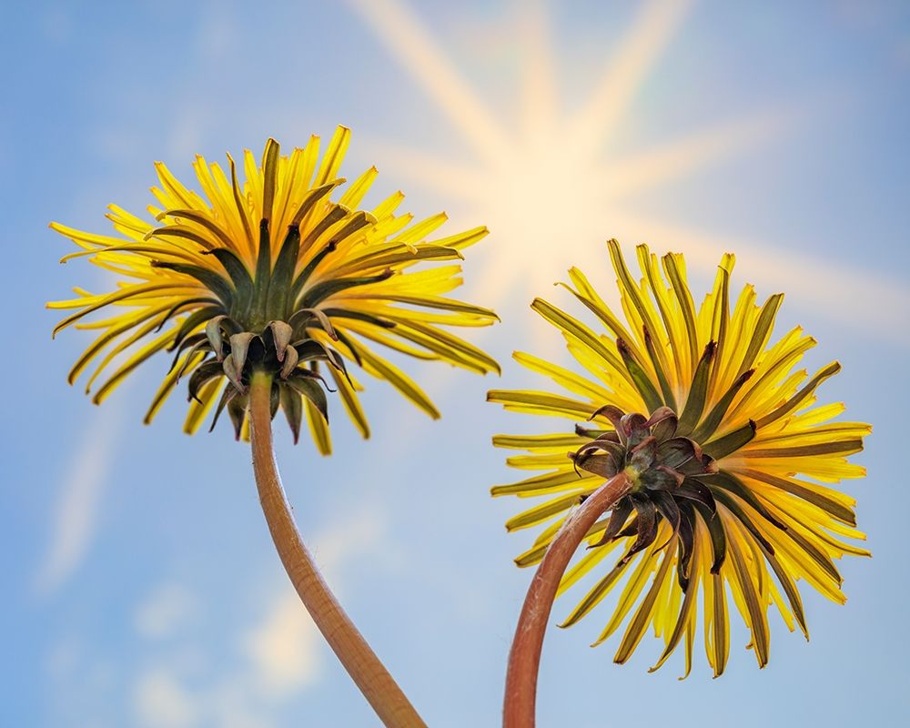 Art Print: Washington State-Seabeck Dandelion blossoms and sunburst