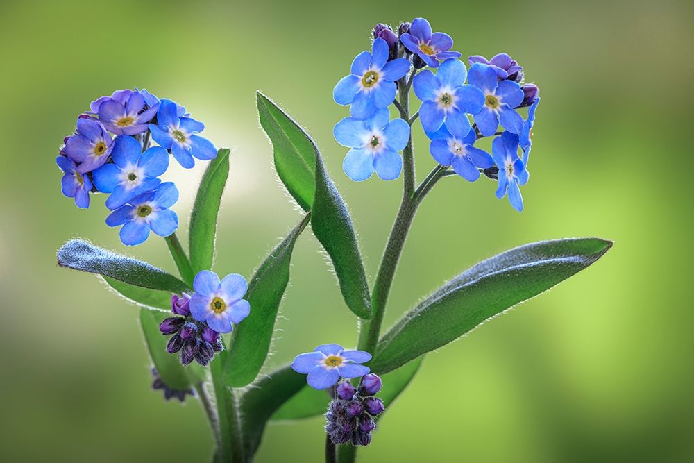 Art Print: Washington State-Seabeck Forget-me-not blossoms close-up