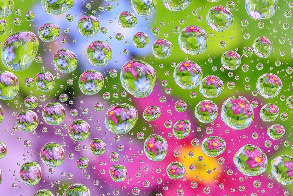 Art Print: Washington State-Seabeck Flowers reflected in water drops