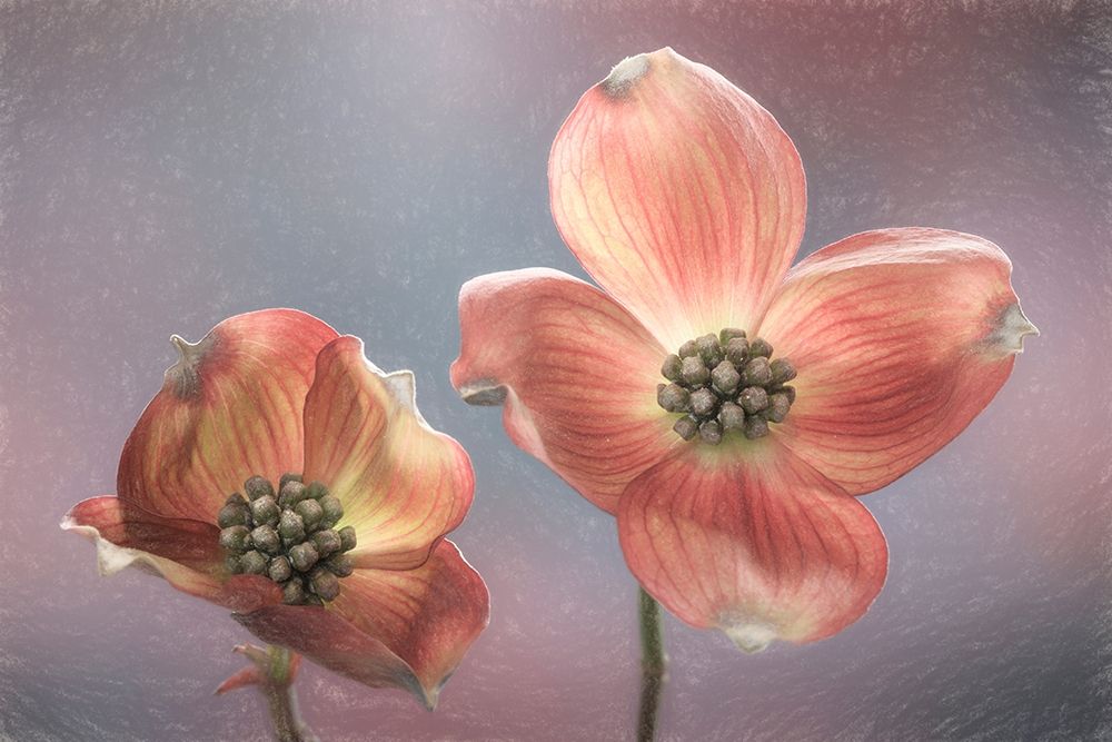 Art Print: Washington State-Seabeck Close-up of dogwood blossoms