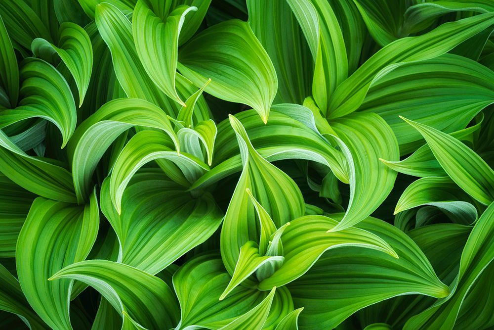 Wall Art Painting id:520246, Name: USA-Washington State-Mt Rainier National Park-Close-up of corn lily plant, Artist: Jaynes Gallery