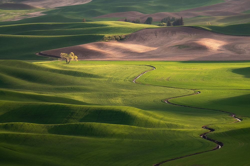 Art Print: USA-Washington-Palouse-Rolling spring wheat fields