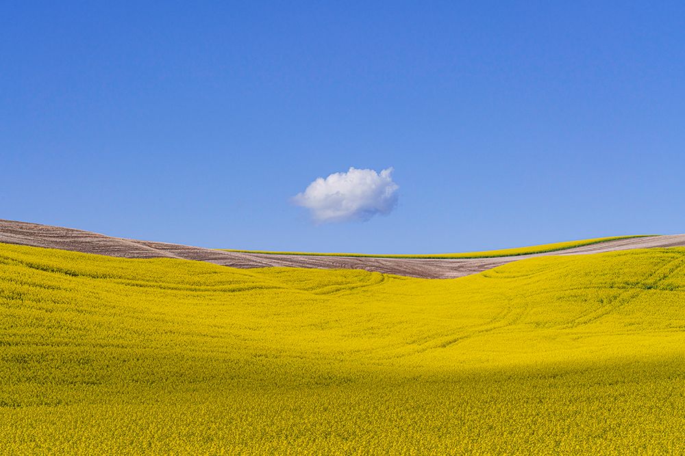 Art Print: USA-Washington-Palouse-Ripe canola crop and cloud