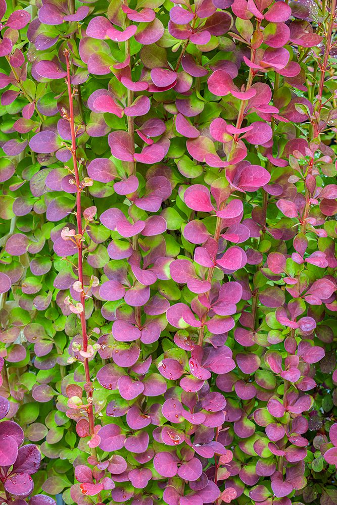Art Print: USA-Washington State-Seabeck Barberry bush foliage
