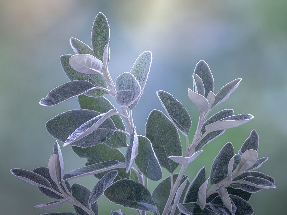 Art Print: USA-Washington State-Seabeck Senecio leaves close-up