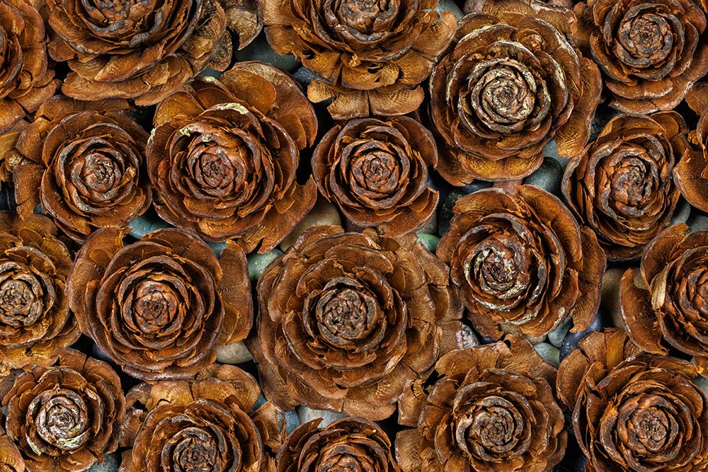 Art Print: USA-Washington-Seabeck. Close-up of deodar cedar cone patterns.