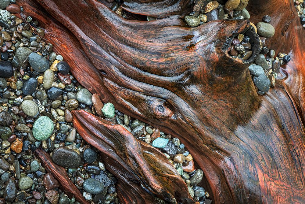 Wall Art Painting id:742401, Name: USA, Washington State, Seabeck. Close-up of driftwood and beach rocks., Artist: Jaynes Gallery