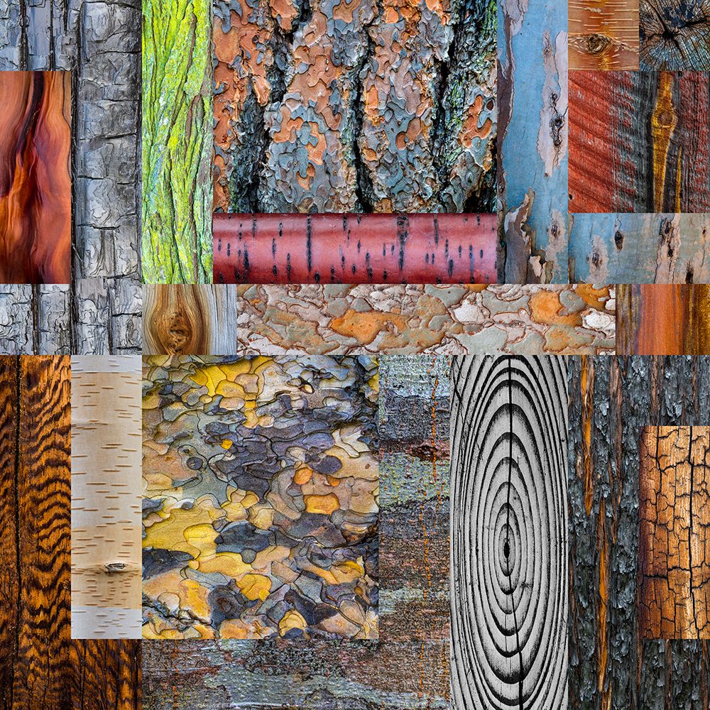 Wall Art Painting id:742403, Name: USA, Washington State. Wood and bark collage., Artist: Jaynes Gallery