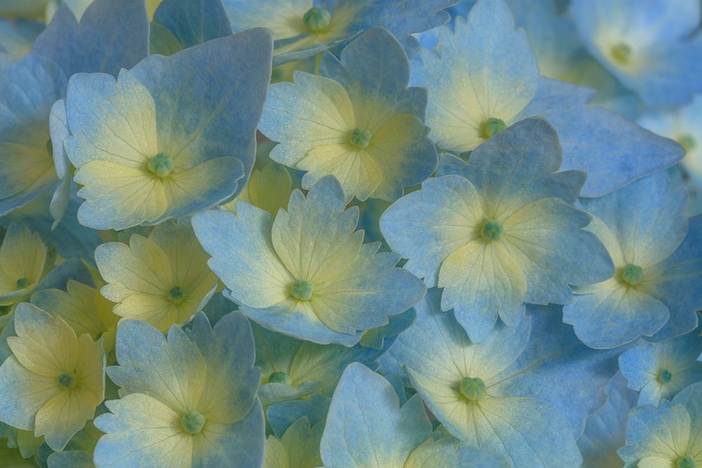 Wall Art Painting id:742404, Name: USA, Washington State, Seabeck. Close-up of blue and yellow hydrangea flowers., Artist: Jaynes Gallery