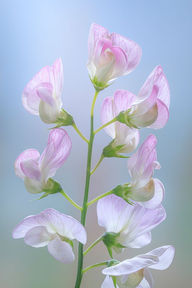 Wall Art Painting id:742405, Name: USA, Washington State. Close-up of sweet pea blossoms., Artist: Jaynes Gallery