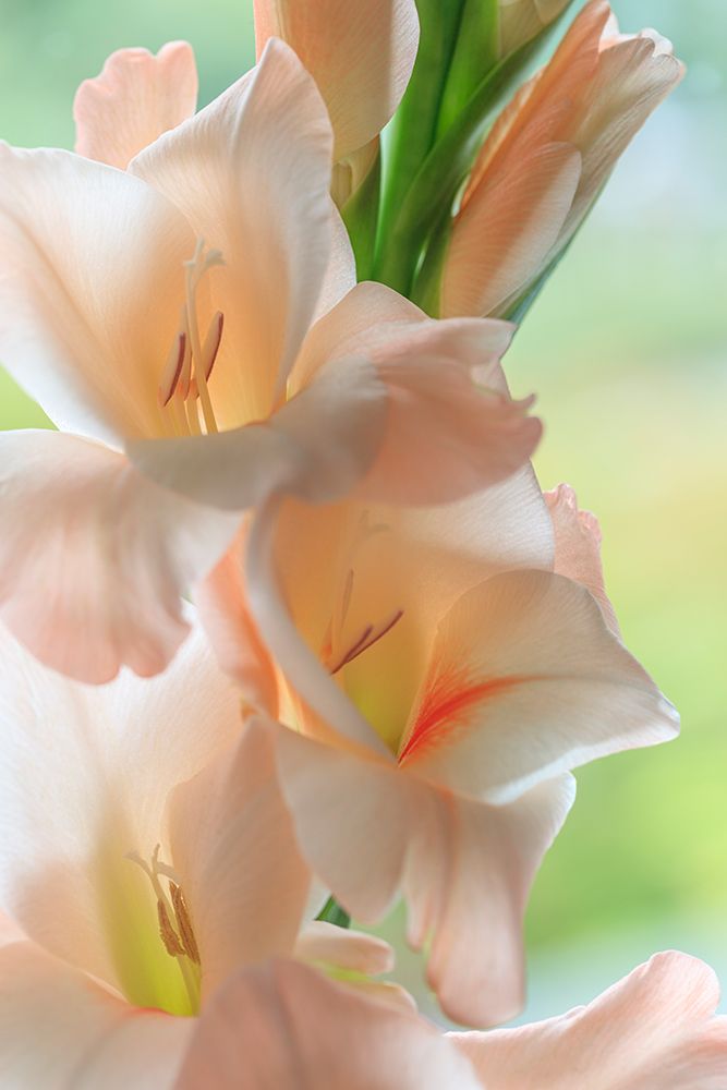 Wall Art Painting id:742406, Name: USA, Washington State, Seabeck. Close-up of white gladiola blossoms., Artist: Jaynes Gallery