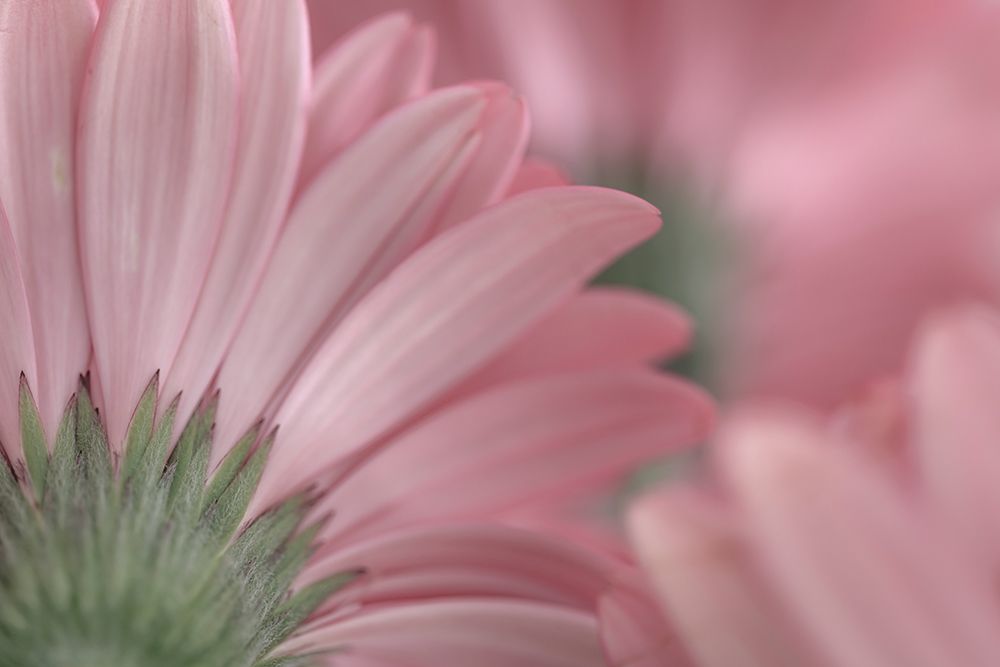 Wall Art Painting id:742409, Name: USA, Washington State, Seabeck. Close-up of underside of gerbera daisy., Artist: Jaynes Gallery