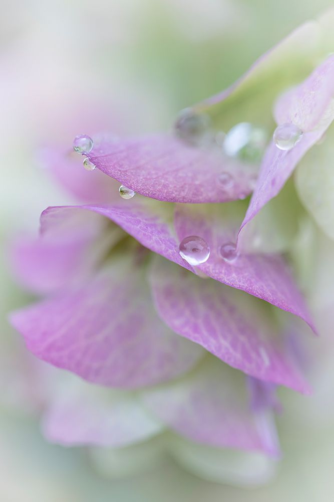 Wall Art Painting id:742411, Name: USA, Washington State, Seabeck. Raindrops on ornamental oregano petals., Artist: Jaynes Gallery