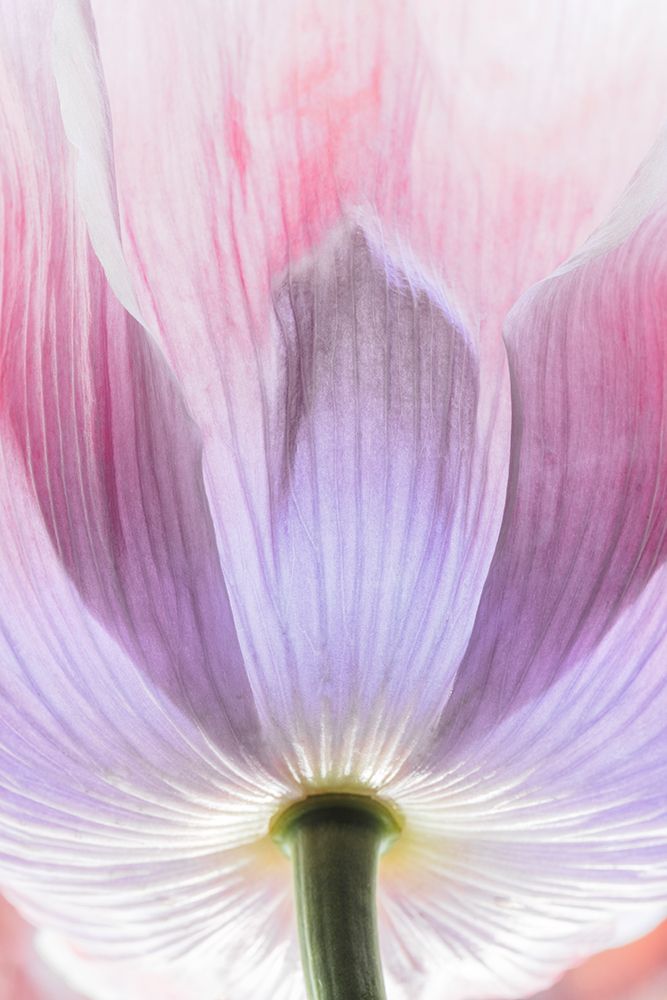 Wall Art Painting id:742412, Name: USA, Washington State, Seabeck. Close-up of poppy blossom., Artist: Jaynes Gallery