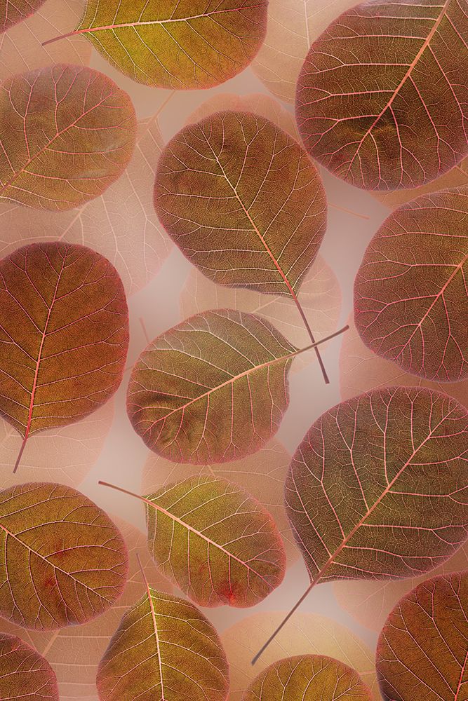 Wall Art Painting id:742415, Name: USA, Washington State, Seabeck. Close-up of smoke tree leaves., Artist: Jaynes Gallery