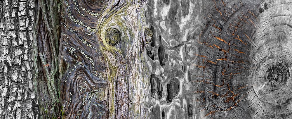 Art Print: USA, Washington State. Collage panoramic of types of wood.