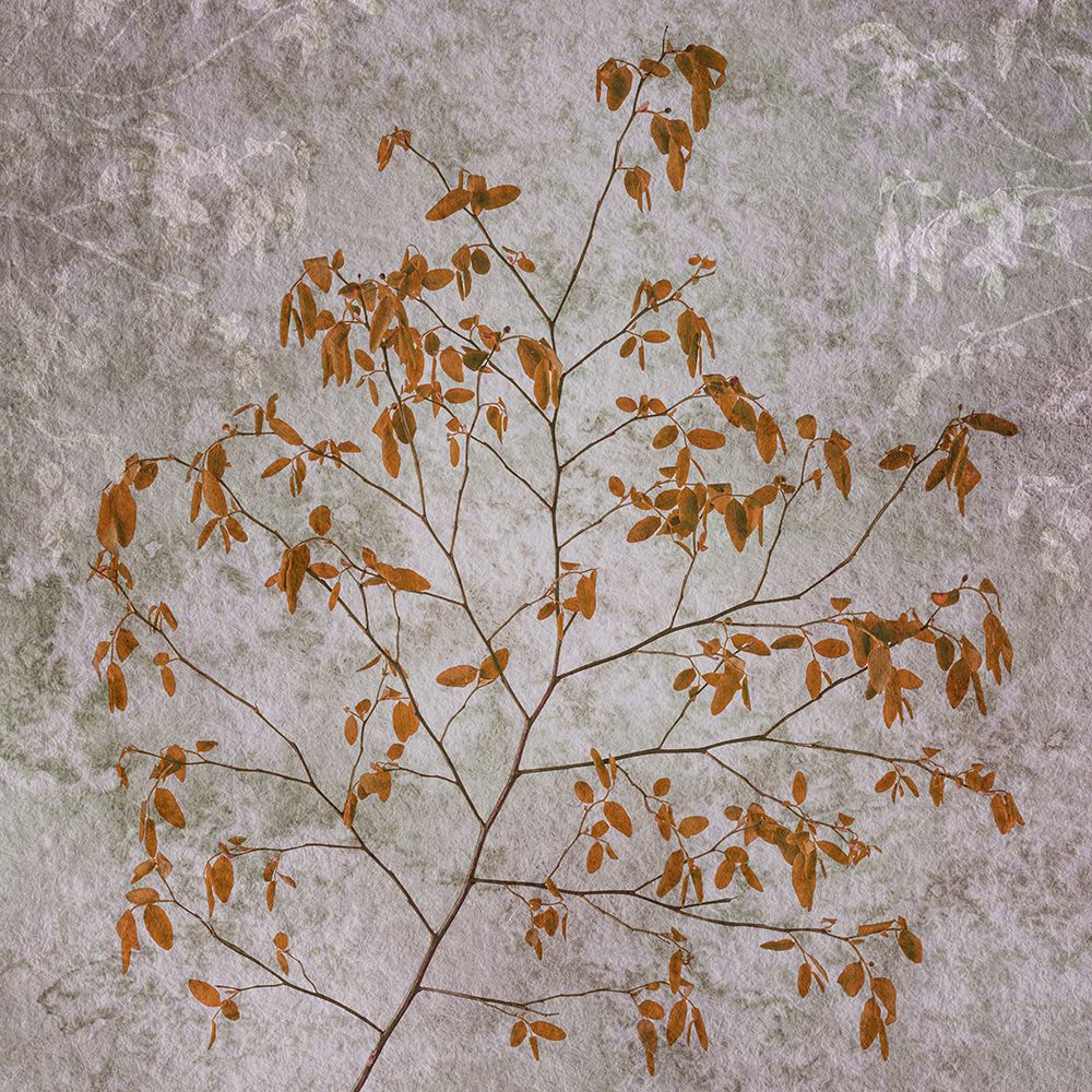 Art Print: USA, Washington State, Seabeck. Red huckleberry branch.