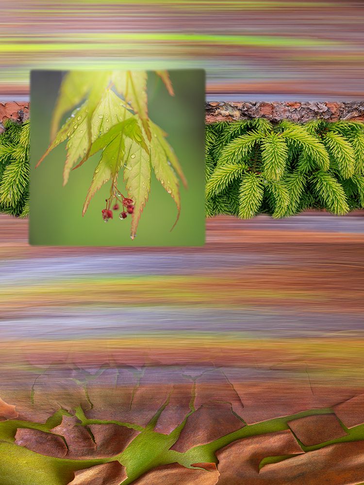 Art Print: USA, Washington State, Seabeck. Collage of  leaves, boughs, and bark.