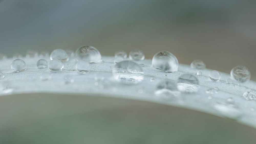 Art Print: USA, Washington State, Seabeck. Raindrops on beach grass close-up.