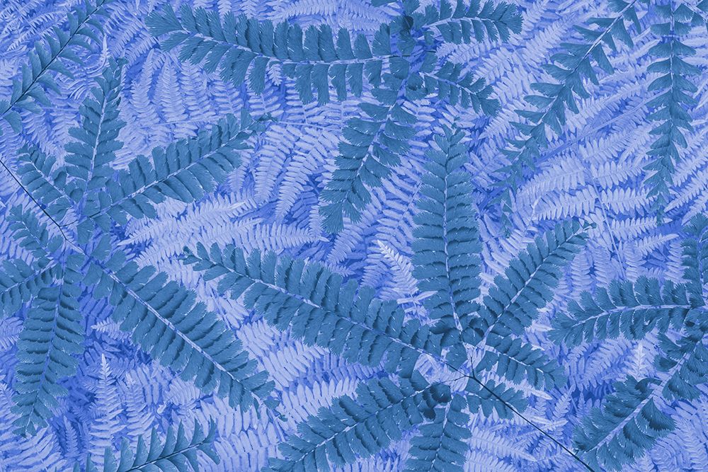 Art Print: USA, Washington State, Seabeck. Composite of maidenhair and bracken fern pattern.