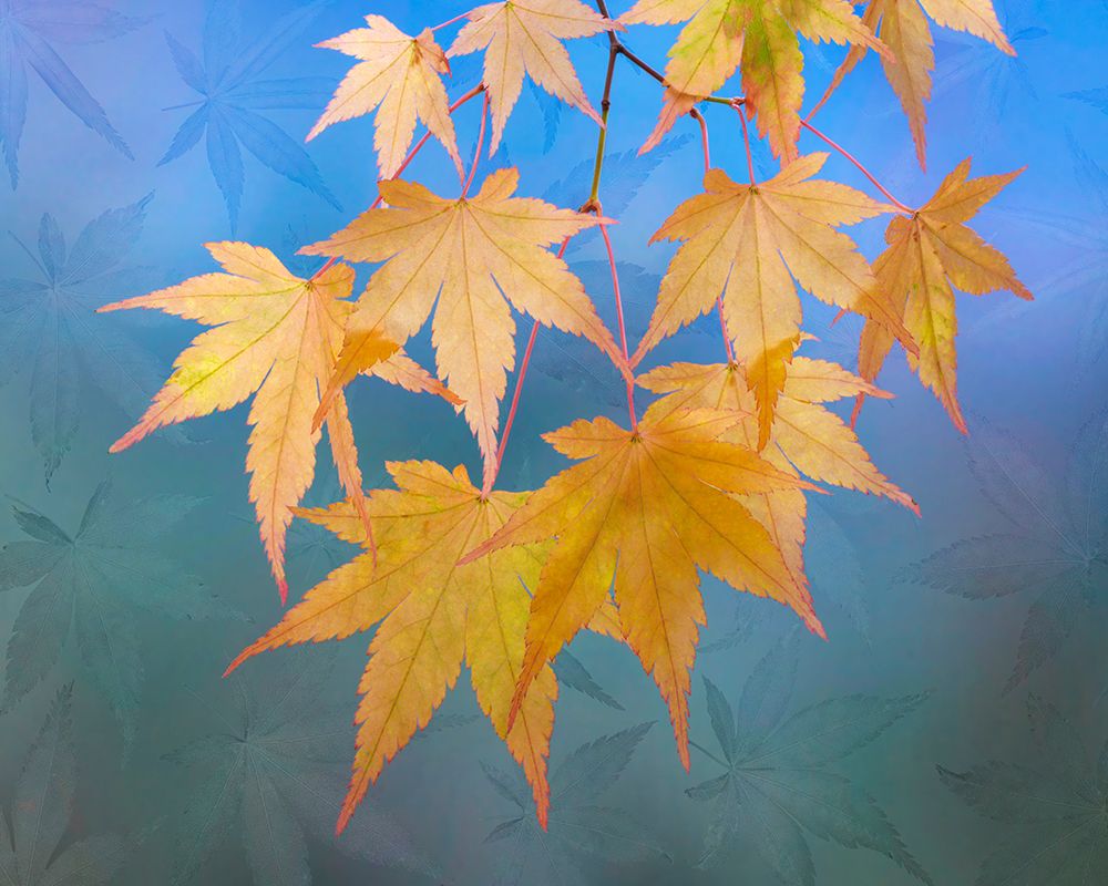 Art Print: USA, Washington State, Seabeck. Japanese maple leaves in autumn.