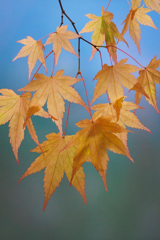 Art Print: USA, Washington State, Seabeck. Japanese maple leaves in autumn.