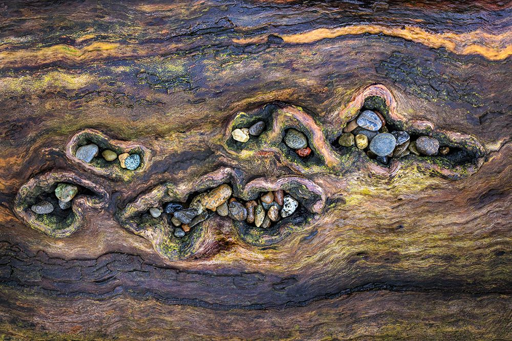 Art Print: USA, Washington State, Seabeck. Close-up of beach rocks in driftwood.