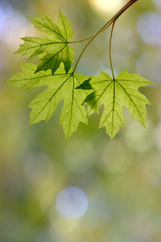 Art Print: USA, Washington State, Seabeck. Close-up of bigleaf maple leaves in spring.