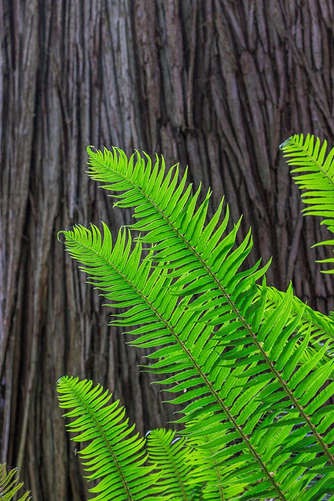 Art Print: USA, Washington State, Seabeck. Sword ferns and cedar tree trunk.