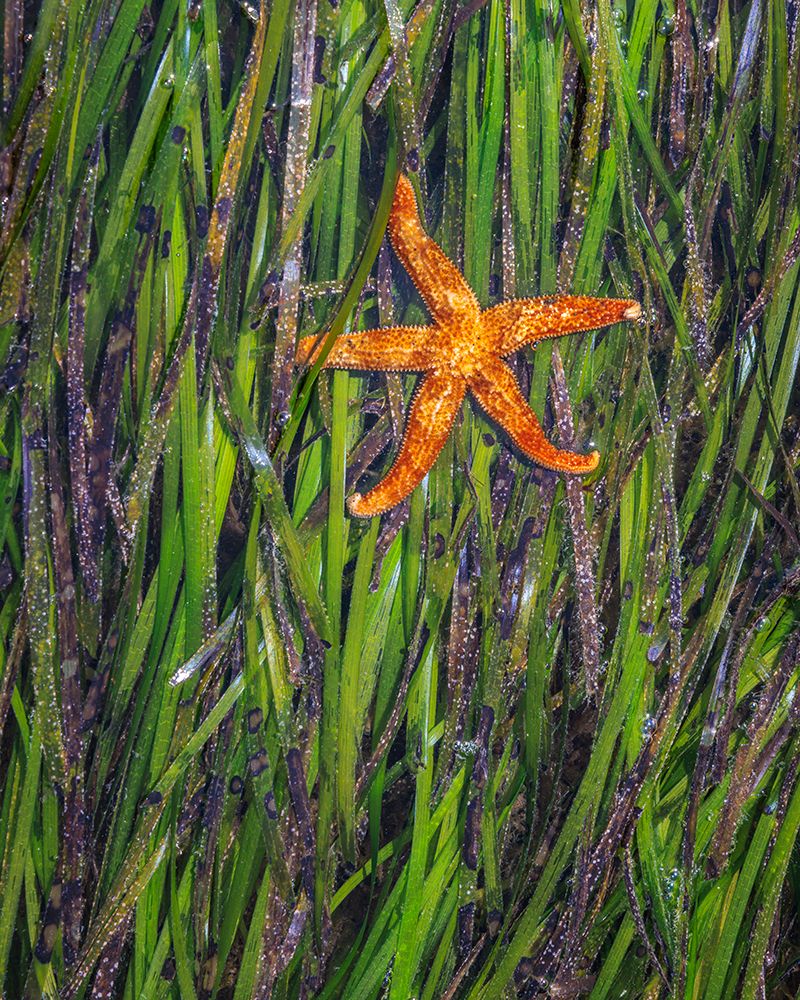 Art Print: USA, Washington State, Seabeck. Eel grass and starfish at low tide on Hood Canal.