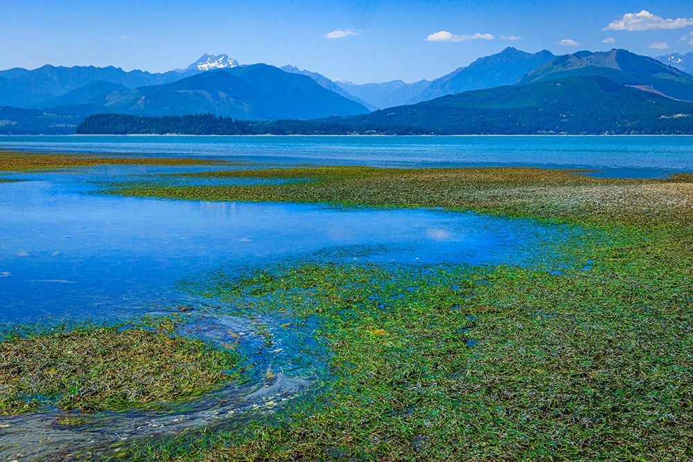 Art Print: USA, Washington State, Seabeck. Low tide on Hood Canal exposes eel grass.