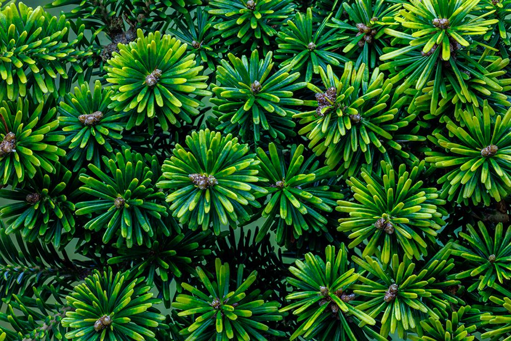 Art Print: USA, Washington State, Seabeck. Korean fir plant close-up.
