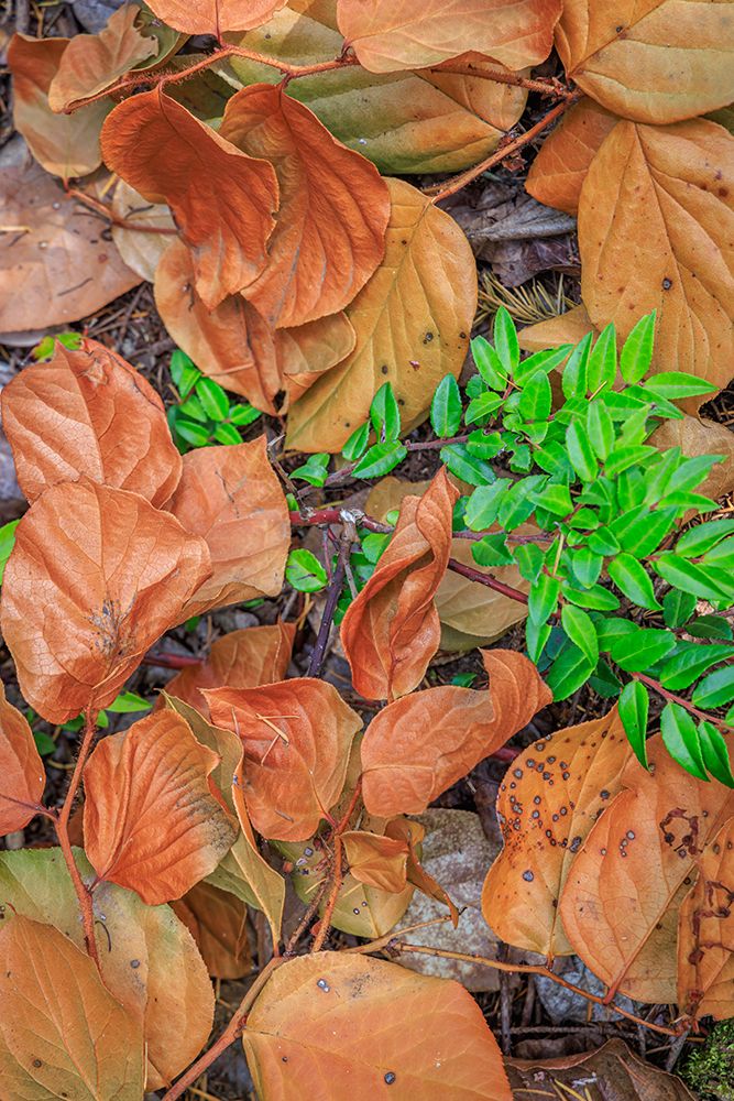 Art Print: USA, Washington State, Seabeck. Madrone leaves surround a huckleberry bush.