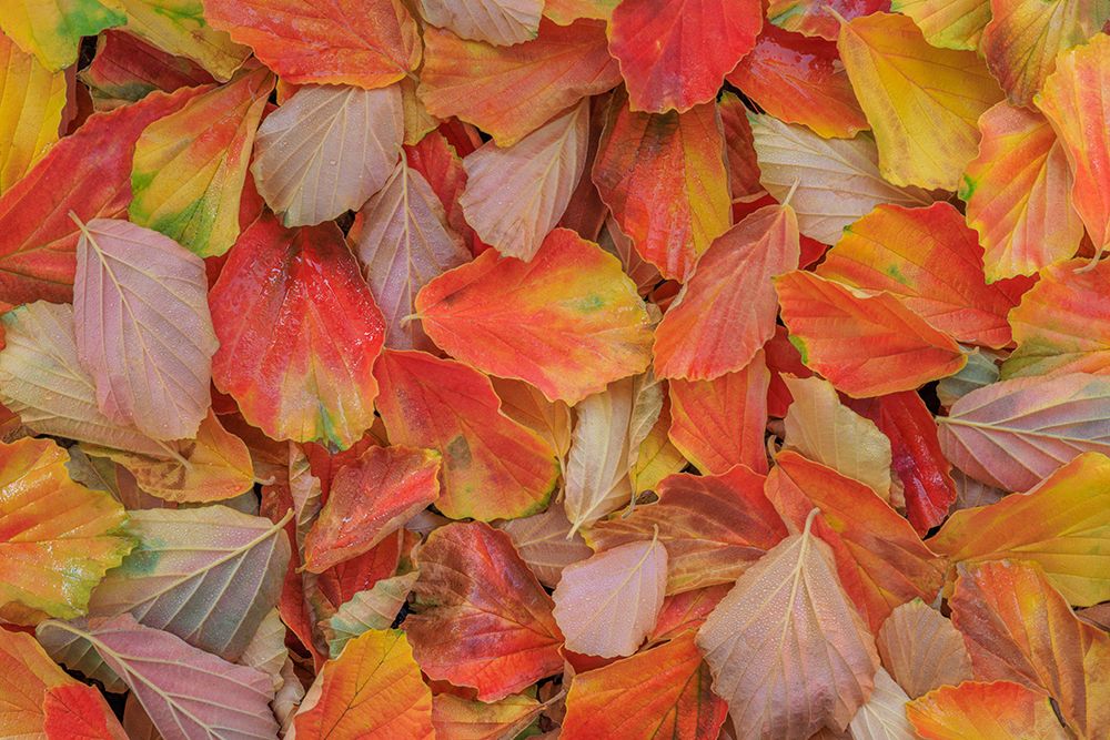 Art Print: USA, Washington State, Seabeck. Fallen witch hazel leaves in autumn.