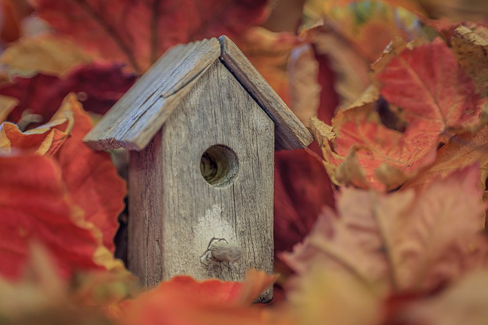 Art Print: USA, Washington State, Seabeck. Tiny bird  house among fall leaves.