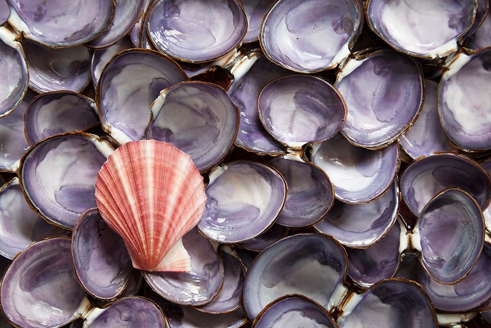 Art Print: USA, Washington State, Seabeck. Close-up of scallop and clam shells.
