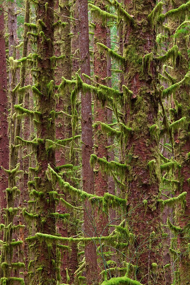 Art Print: USA, Washington State, Hoh River Trust. Sitka spruce trees with moss.