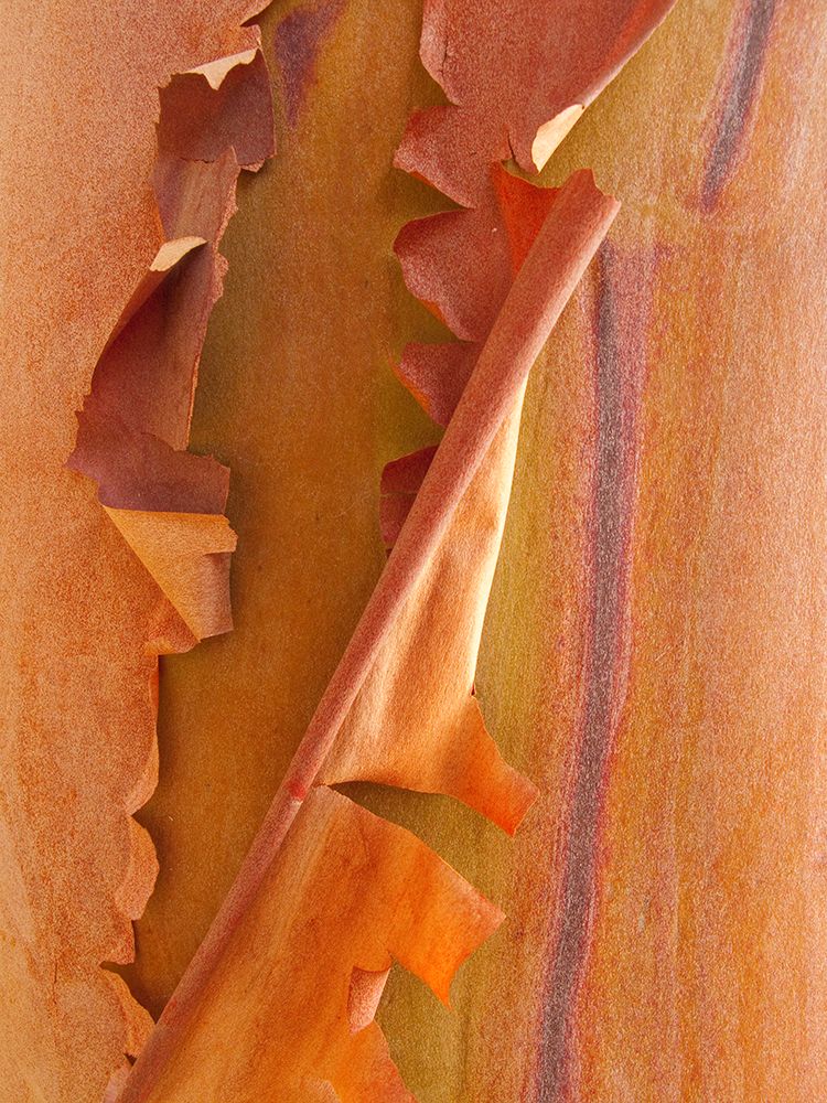 Art Print: USA, Washington State, San Juan Islands. Peeling madrone bark close-up.