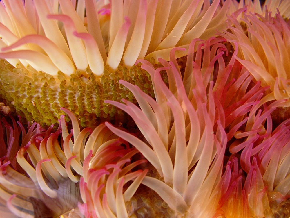 Art Print: USA, Washington State, San Juan Islands. Close-up of sea anemone off Patos Island.
