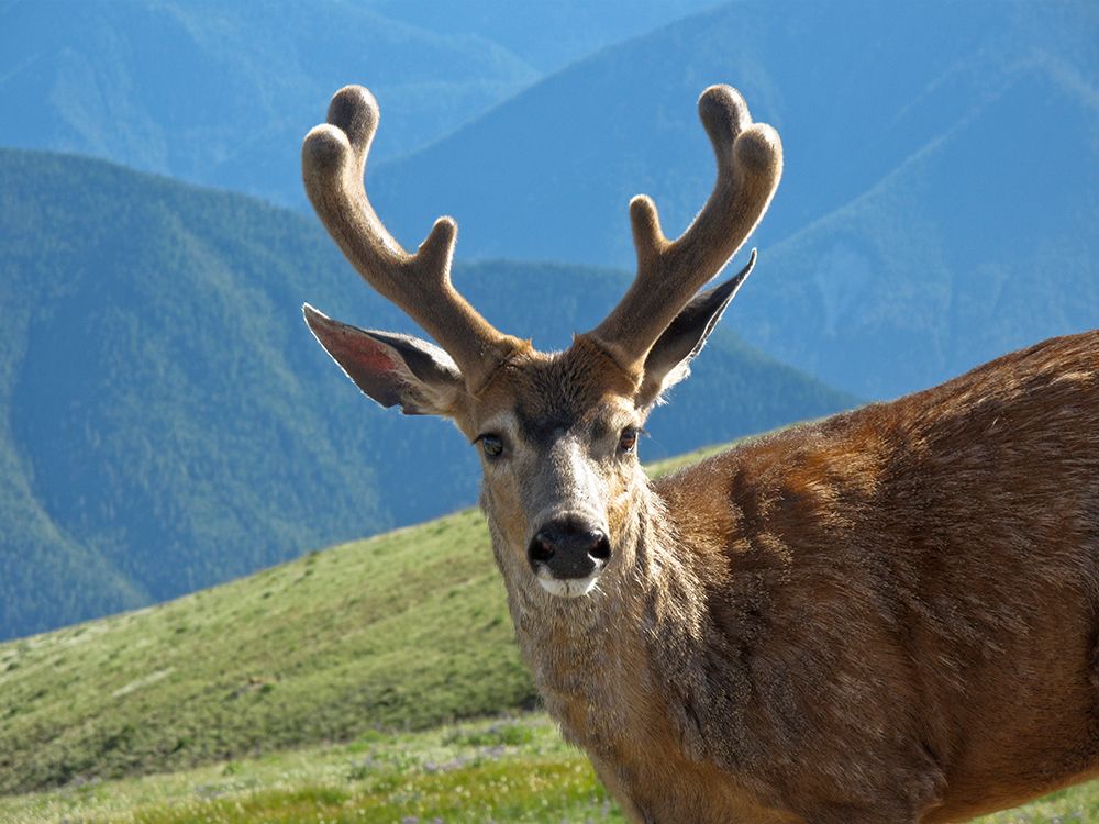 Art Print: USA, Washington State, Olympic National Park. Close-up of male deer. deer