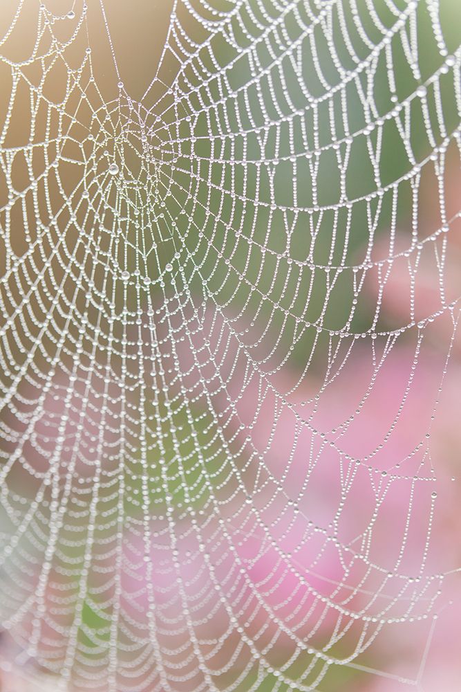 Art Print: USA, Washington State, Seabeck. Spider web outlined in sunrise dew.