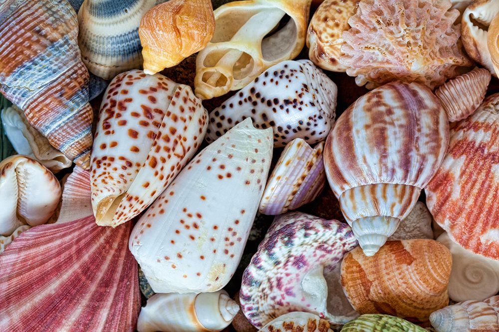Art Print: USA, Washington State, Seabeck. Close-up of variety of seashells.