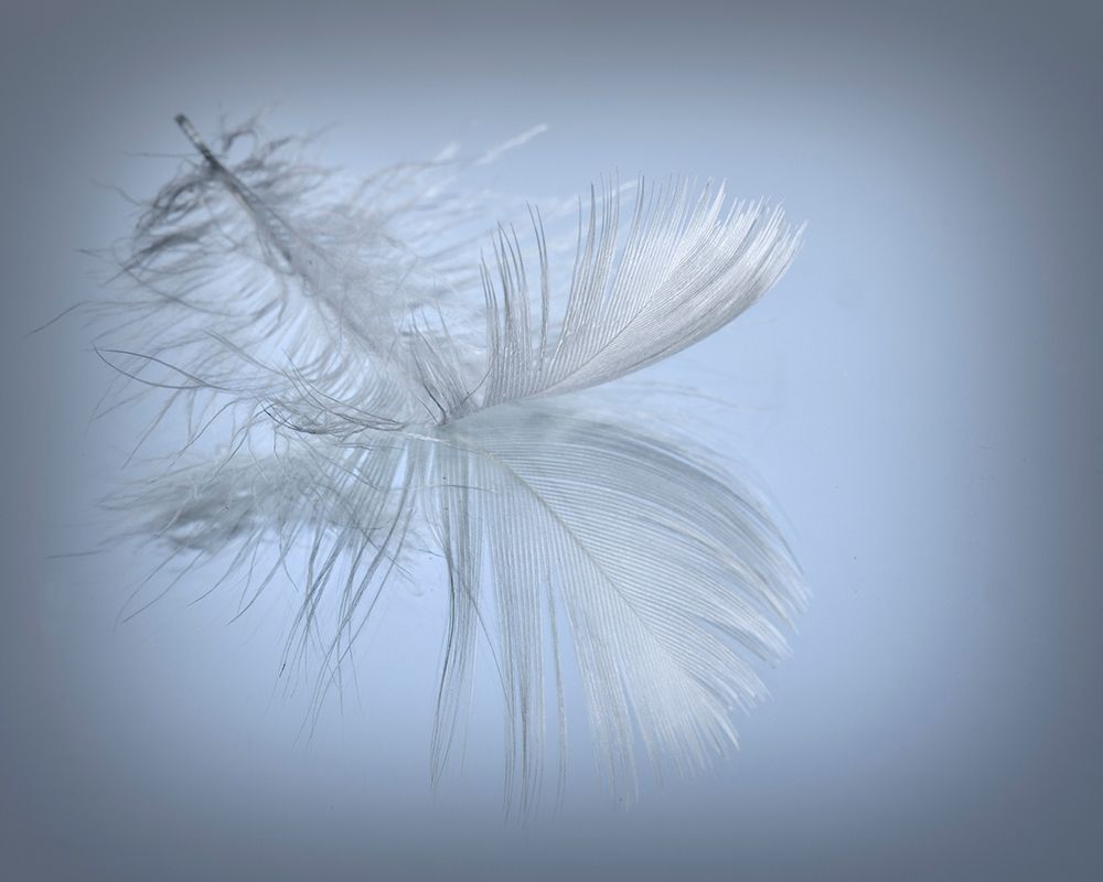 Art Print: USA, Washington State, Seabeck. Close-up of floating feather in water.